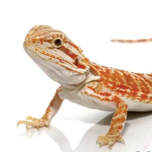 Hypo Inferno Leatherback Bearded Dragon For Sale