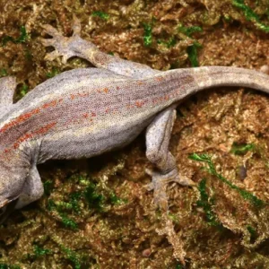 Baby Striped Gargoyle Gecko For Sale