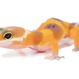 Baby Tangerine Leopard Gecko For Sale