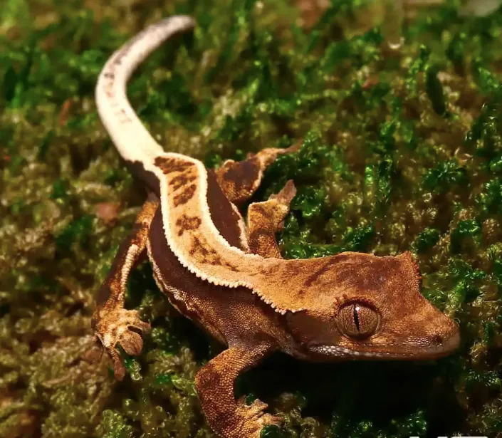 Baby Whitewall Pinstripe Crested Gecko For Sale
