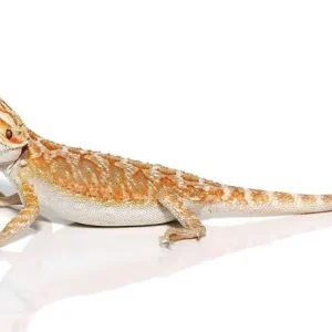 Inferno Bearded Dragon For Sale