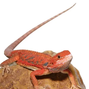 Inferno Blue Bar Bearded Dragon For Sale