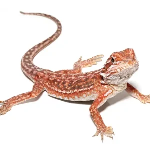 Inferno Dunner Bearded Dragon For Sale