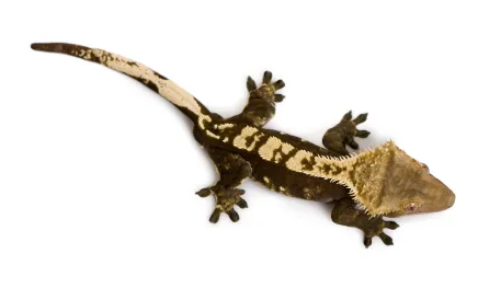 Crested Gecko for Sale