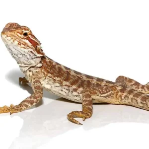 Inferno Leatherback Bearded Dragon For Sale