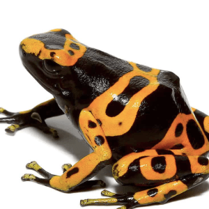 Adult Bumblebee Dart Frog