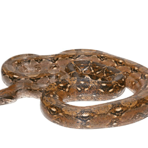 Adult Central American Boa