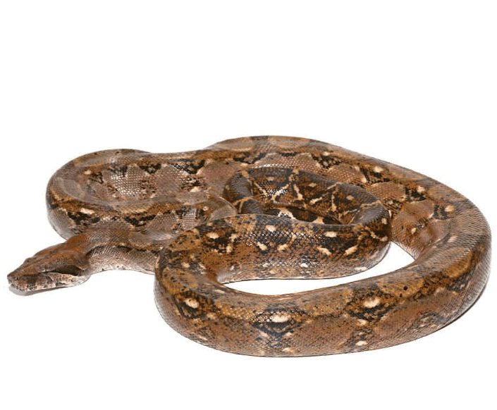 Adult Central American Boa