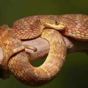 Adult Red Flame Squamigera Bush Viper