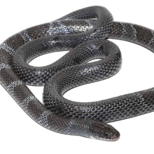 African Garter Snake