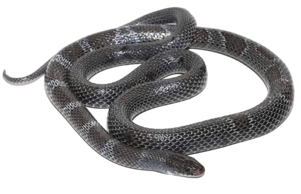 African Garter Snake