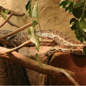 African Rock Python