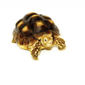 African Spurred Tortoise