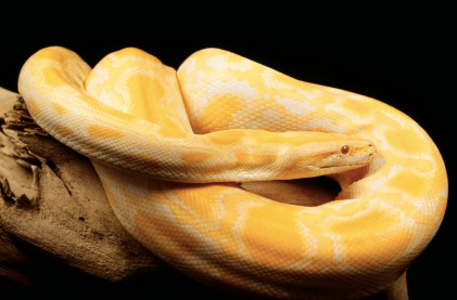 Albino Burmese Python for Sale