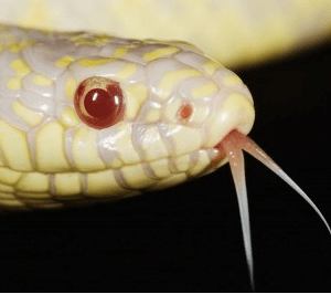 Albino California King Snake for Sale