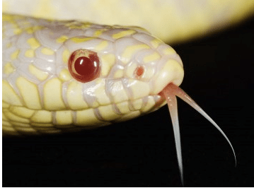 Albino California King Snake for Sale