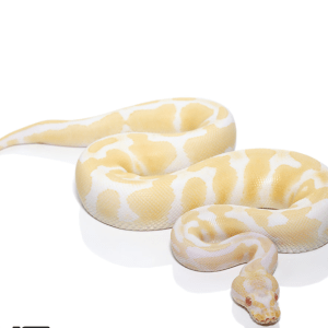 Albino Pied Ball Python
