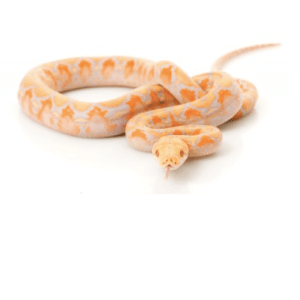 Albino Lavander Reticulated Python
