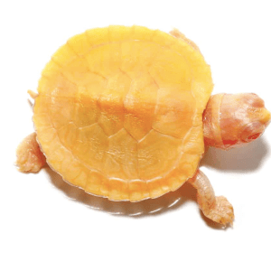 Albino Red Ear Slider Turtle