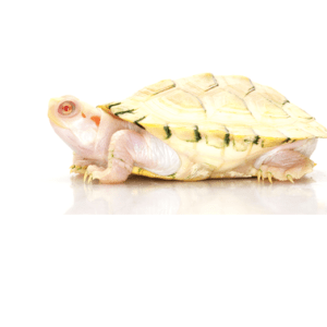 Albino Red Eared Slider Turtle for Sale