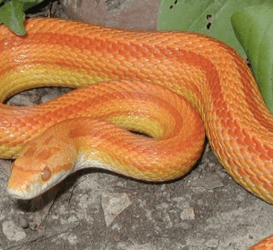 Albino Striped Corn Snake