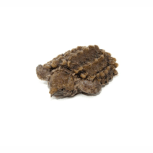 Alligator Snapping Turtles For Sale
