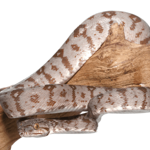 Amazon Tree Boa