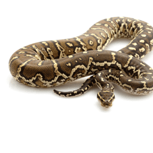Angolan Python for Sale