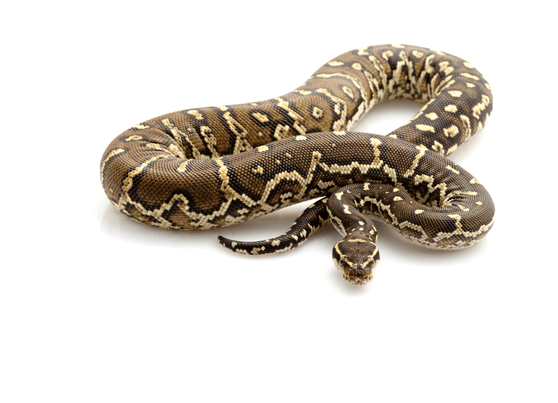 Angolan Python for Sale