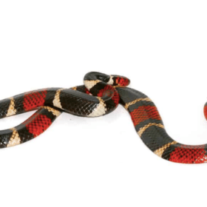 Aquatic Coral Snake