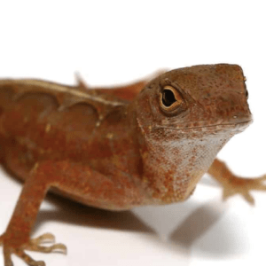 Aztec Chili Pepper Anole