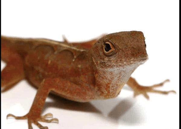 Aztec Chili Pepper Anole