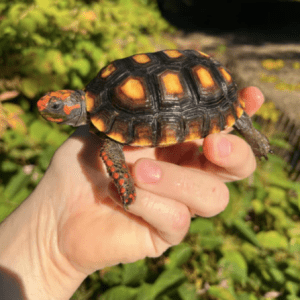 Brazilian Cherryhead Red Foot Tortoise
