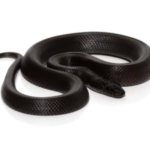 Baby African Black House Snake