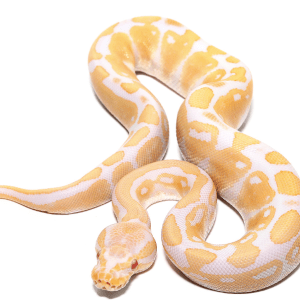 Albino Ball Python