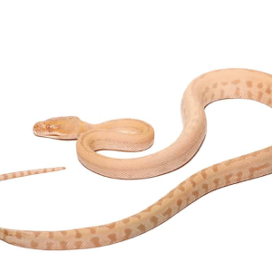 Baby Albino Darwin’s Carpet Python