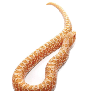 Baby Albino Western Hognose Snake