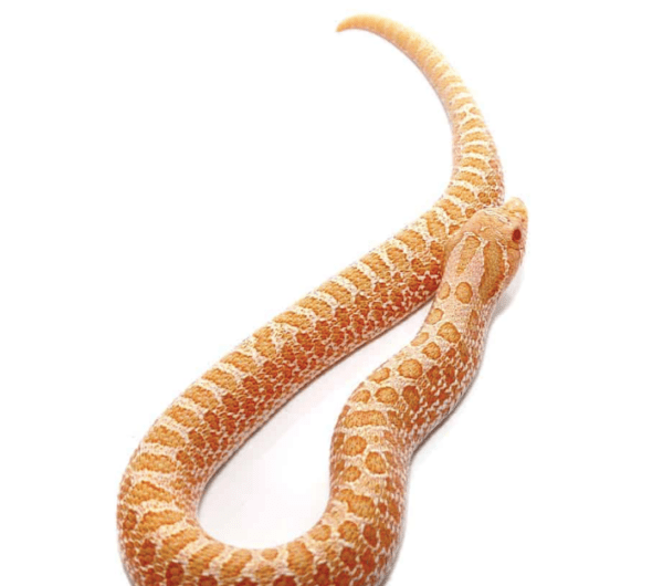Baby Albino Western Hognose Snake