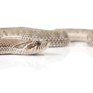 Baby Anaconda Western Hognose Snake