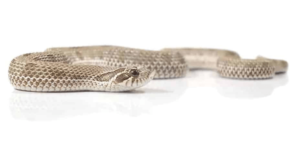 Baby Anaconda Western Hognose Snake