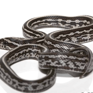 Baby Anery Tessera Corn snake