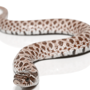 Baby Arctic Hognose Snake