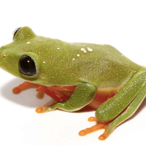 Baby Black Eyed Tree Frog