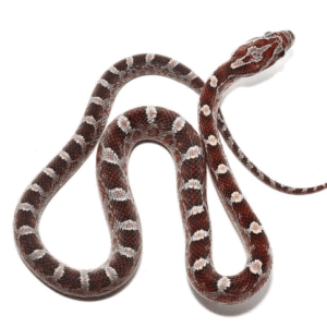 Baby Blood Red Corn snake