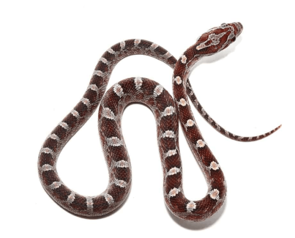 Baby Blood Red Corn snake