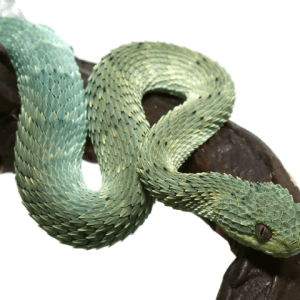 Baby Blue Green With Black Spots Squamigera Bush Viper