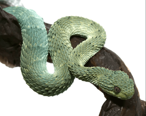 Baby Blue Green With Black Spots Squamigera Bush Viper
