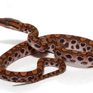 Baby Brazilian Rainbow Boa