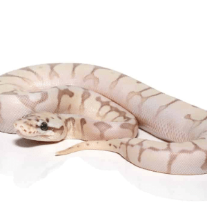 Baby Bumble bee Butter Enchi Ball Python