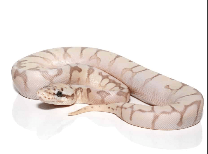 Baby Bumble bee Butter Enchi Ball Python